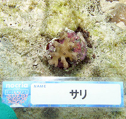 移植サンゴの写真