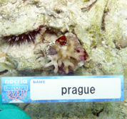 移植サンゴの写真