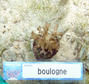 移植サンゴの写真