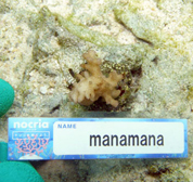 移植サンゴの写真