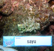 移植サンゴの写真