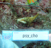 移植サンゴの写真