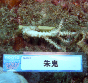 移植サンゴの写真