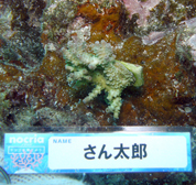 移植サンゴの写真