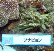 移植サンゴの写真