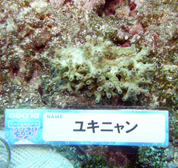移植サンゴの写真