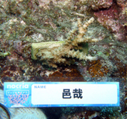 移植サンゴの写真