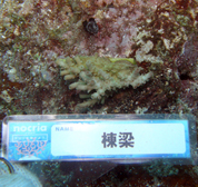 移植サンゴの写真