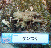 移植サンゴの写真
