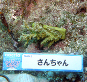 移植サンゴの写真