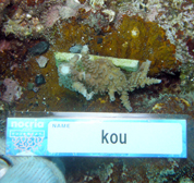 移植サンゴの写真