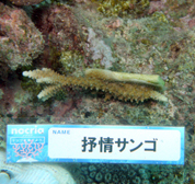 移植サンゴの写真