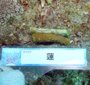 移植サンゴの写真