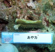 移植サンゴの写真