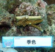 移植サンゴの写真