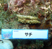 移植サンゴの写真