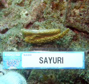 移植サンゴの写真