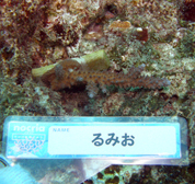 移植サンゴの写真