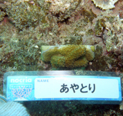 移植サンゴの写真