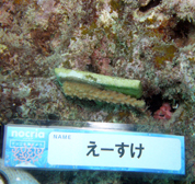 移植サンゴの写真