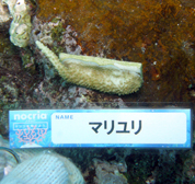 移植サンゴの写真