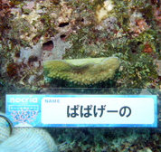 移植サンゴの写真