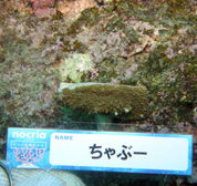 移植サンゴの写真