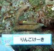 移植サンゴの写真