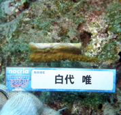 移植サンゴの写真