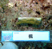 移植サンゴの写真