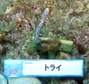 移植サンゴの写真