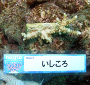 移植サンゴの写真
