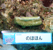 移植サンゴの写真