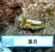 移植サンゴの写真