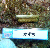 移植サンゴの写真
