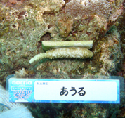 移植サンゴの写真