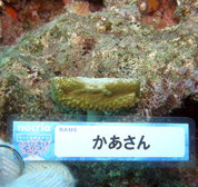 移植サンゴの写真