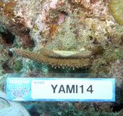 移植サンゴの写真