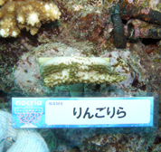移植サンゴの写真