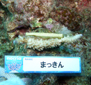 移植サンゴの写真