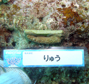 移植サンゴの写真