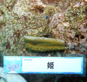 移植サンゴの写真