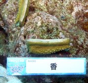 移植サンゴの写真