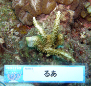 移植サンゴの写真