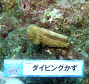 移植サンゴの写真