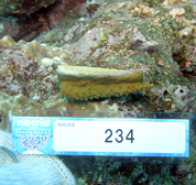 移植サンゴの写真