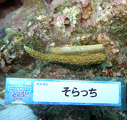 移植サンゴの写真
