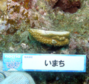移植サンゴの写真