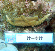 移植サンゴの写真