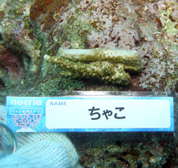 移植サンゴの写真
